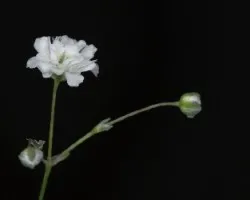 Flor