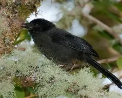 Pselliophorus tibialis