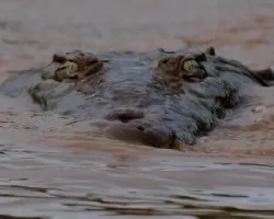 Cocodrilo