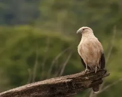 Milvago chimachima