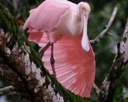 Platalea ajaja