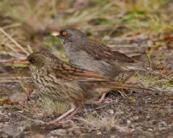 Junco vulcani