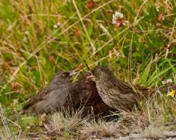 Junco vulcani
