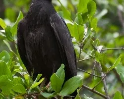 Buteogallus anthracinus 