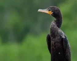 Phalacrocorax brasilianus 