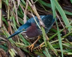 Butorides virescens 