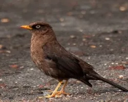 Turdus nigrescens