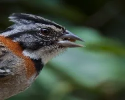 Rufous-collared Sparrow
