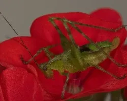 Grillo