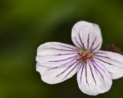 Flor de altura