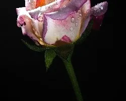 Rosa al amancer