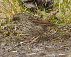 Junco Vulcani juvenil