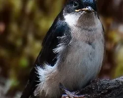 Golondrina
