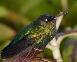 colibrí