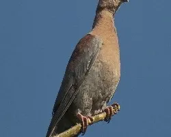 Paloma 