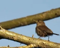 House Wren