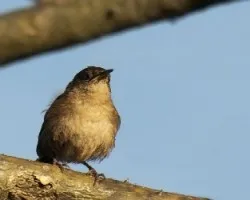 House Wren