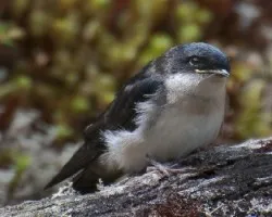 Golondrina