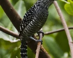 Thamnophilus doliatus