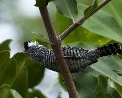 Thamnophilus doliatus