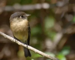 Empidonax atriceps