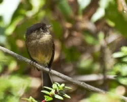 Empidonax atriceps