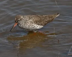 Tringa totanus - breeding plumage