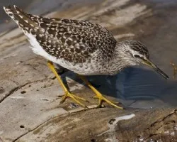 Tringa glareola 