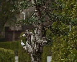 Bonsai 1