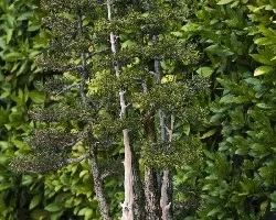 Bonsai 2