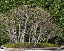 Bonsai 3