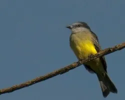 Tyrannus melancholicus