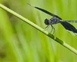 Libélula en negro