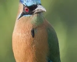 Momotus momota 