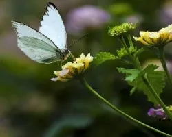 Mariposa