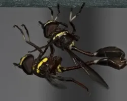 Pareja de insectos