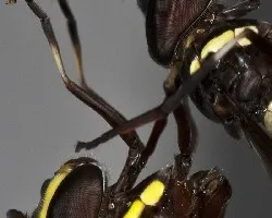 Insectos,  detalle