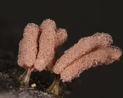 Protista-mixomycetes