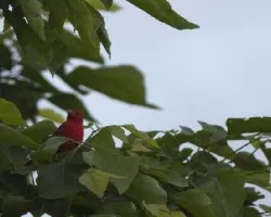 Summer Tanager macho