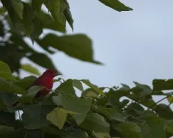 Summer Tanager macho