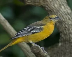 Icterus galbula