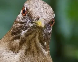 Turdus grayi