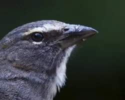 Saltator coerulescens