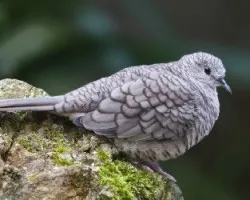 Inca dove