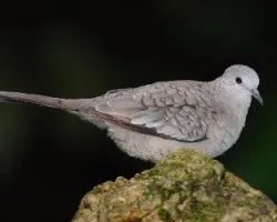 Inca dove