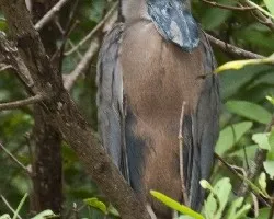 Chocuaco