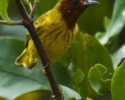 Mangrove Warbler