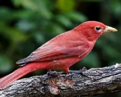 Summer Tanager 