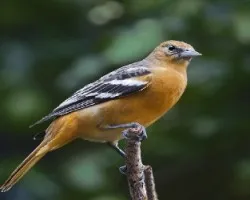 Baltimore Oriole