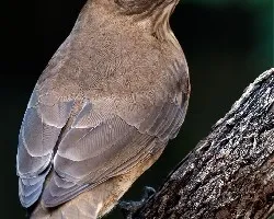 Turdus grayi